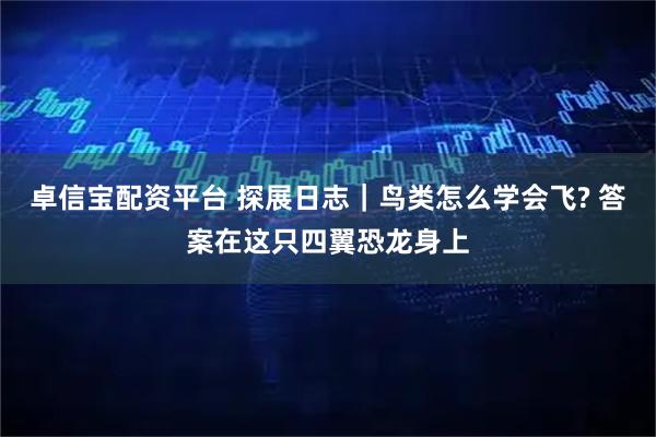 卓信宝配资平台 探展日志｜鸟类怎么学会飞? 答案在这只四翼恐龙身上
