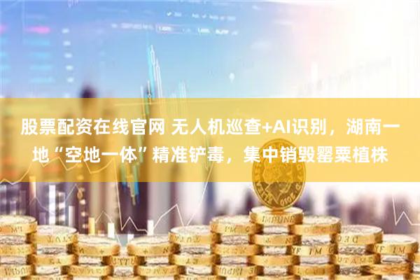 股票配资在线官网 无人机巡查+AI识别,湖南一地“空地一体”精准铲毒,集中销毁罂粟植株